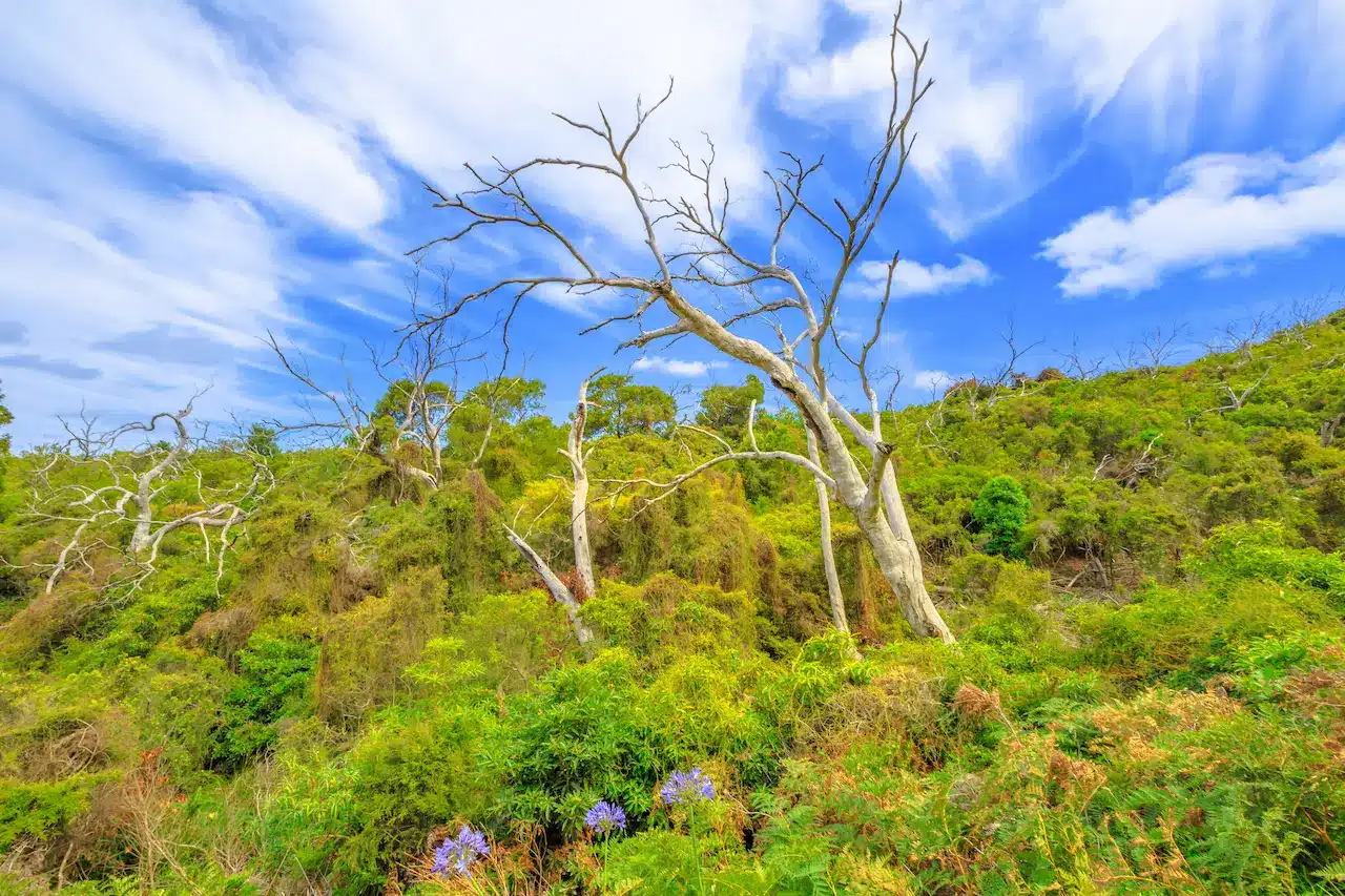 Great Otway National Park 